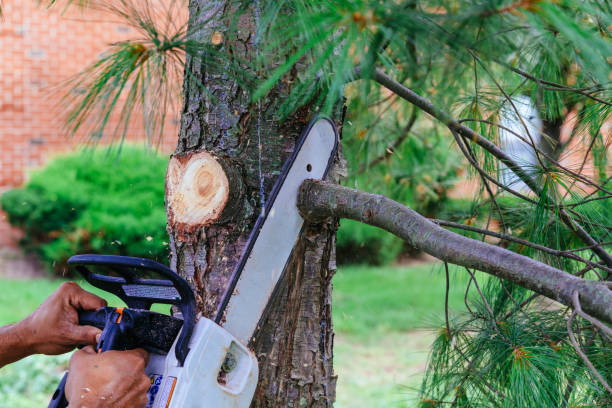 Professional Tree Care  in Lake Park, IA